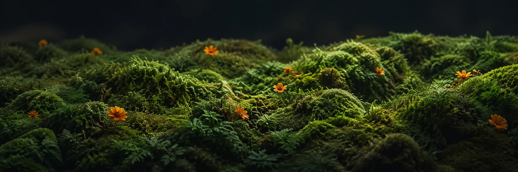 Forest floor moss, the sustainability values behind Planet Media