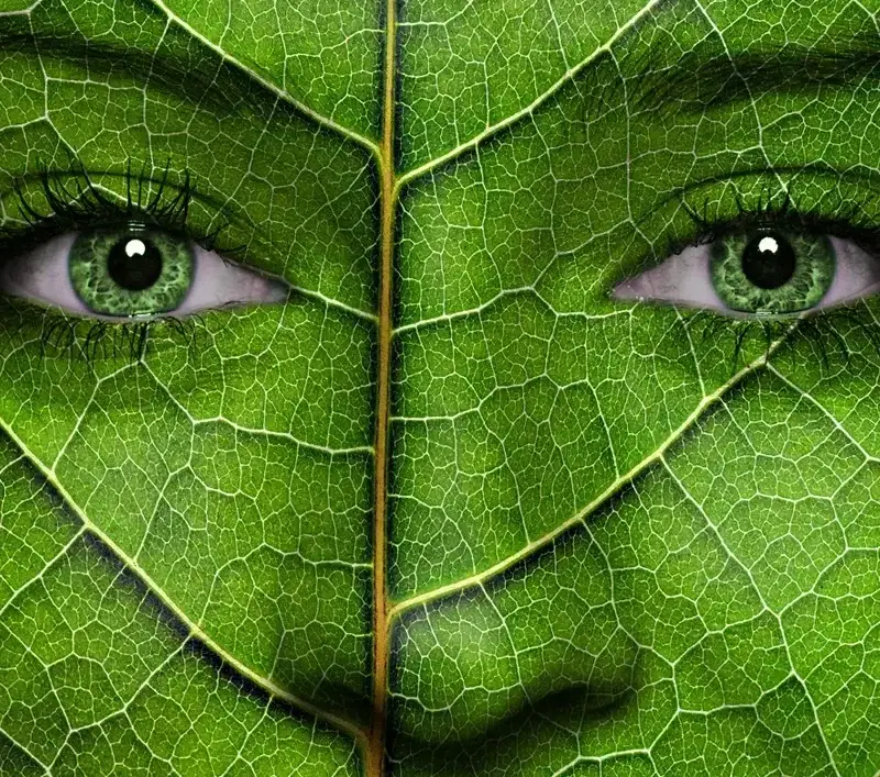 How Does Reforestation Impact The Environment?